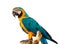 Colorful blue parrot macaw on white background