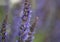 Colorful blue racemes of salvia flowers