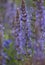 Colorful blue racemes of salvia flowers