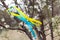 Colorful blue and yellow fabric ribbons on a flowering tree in the garden in spring. Ukrainian patriotic symbols, flag colors