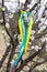 Colorful blue and yellow fabric ribbons on a flowering tree in the garden in spring. Ukrainian patriotic symbols, flag colors