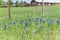 Colorful Bluebonnet blossom at farm in North Texas, America