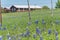 Colorful Bluebonnet blossom at farm in North Texas, America