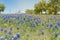 Colorful Bluebonnet blossom at farm in North Texas, America