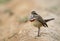 Colorful Bluethroat