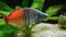 Colorful Boeseman\\\'s Rainbowfish, Melanotaenia boesemani