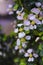 colorful bonsai tree with beautiful white flowers