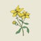 Colorful botanical drawing of St John s wort in bloom. Tender yellow flowers growing on green stem with leaves hand