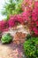 Colorful Bougainvillea flowers are in bloom on ancient brick wall of the fortress