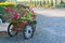 Colorful bougainvillea flowers on trolley or cart wooden in garden