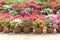 Colorful bougainvillea paper flower in pot at the garden