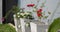 Colorful Bougainvillea plants in tall cement pots are arranged in a row in the garden. Red, white and pink Bougainvillea plants