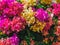 Colorful of Bougainvillea spectabilis or great bougainvillea flowers. The beautiful multicolored of bougainvillea flowers plante