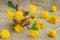 Colorful bouquet of bright yellow dandelions in a wicker basket, on burlap, canvas, rustic background, spring and summer