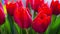 Colorful bouquet of red tulips blooms, rotation