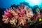 Colorful Bouquet of Soft Corals