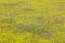 Colorful bouquet of spring flowers and desert gold in farm field off Route 58, East of Santa Margarita, CA