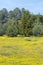 Colorful bouquet of spring flowers and desert gold in a farm field off Route 58, East of Santa Margarita, CA