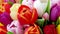 Colorful bouquet of tulips in 4K VIDEO. Spring tulip flowers.