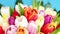 Colorful bouquet of tulips on blue background in 4K VIDEO. Spring tulip flowers.