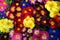 Colorful bouquets primrose