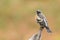 Colorful Brambling, Fringilla montifringilla, perched on a branch