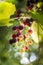 Colorful  branch of unriped grapes on sunny day