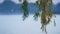 Colorful branches willow tree on lake background. Yellow foliage hanging closeup