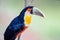 Colorful Brazilian toucan in closeup. Selective focus