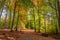 Colorful and breathtaking autumn in the forest in Poland