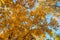 Colorful and bright background made of fallen autumn leaves