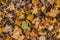 Colorful and bright background made of fallen autumn leaves