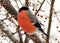 A colorful and bright bullfinch bird with a red breast sits on a tree branch and eats berries.