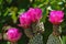 Colorful Bright Cactus Blossoms