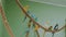 Colorful bright flock of parrots of different species and with crests sit on ropes in closed enclosure at zoo