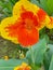 Colorful and bright hibiscus blooming in Costa Rica