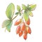 colorful bright illustration berry autumn season common barberry red bunches with leaves close up design element print