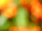 Colorful bright orange and green smooth blurry backdrop image