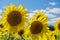 Colorful bright sunflowers on a beautiful afternoon