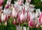 Colorful, bright tulip flowers in the park, spring awakens various flowers and plants to bloom in nature