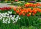 Colorful, bright tulip flowers in the park, spring awakens various flowers and plants to bloom in nature