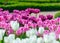 Colorful, bright tulip flowers in the park, spring awakens various flowers and plants to bloom in nature