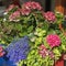 Colorful brightly and vivid blooming summer or spring flowers on the flowerbeds of the city. Beautiful seasonal floral