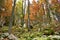 Colorful broadleaf, deciduous forest in yellow, orange and red autumn colors