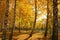 Colorful broadleaf foliage in the autumn forest. Long shadows from trees