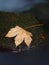 The colorful broken maple leaf. Fallen leaf on sunken basalt stone in blurred water of stream.