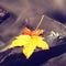 The colorful broken maple leaf. Fallen leaf on sunken basalt stone in blurred water of stream.