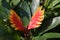 Colorful of bromeliaceae in garden