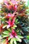 Colorful bromeliad