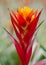 Colorful bromeliad flower